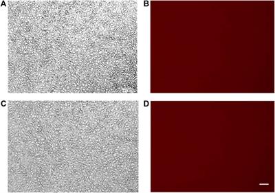 gH625-liposomes deliver PACAP through a dynamic in vitro model of the blood–brain barrier